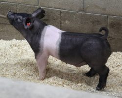 Sire: May We All; Sire of Dam: Wedding Night 81-1; Weight: 60<br>
• The 212's are one of the deepest litters in the entire set and it doesn't take long to find them in the chip barn! <br>
• Bold chested, huge ribbed, and loose skeletoned with a killer look and awesome rear skeleton.<br>
• Wedding Night x Sunshine & Whiskey x Swagger 3-6 momma behind them is a killer young sow