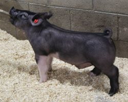 Sire: May We All; Sire of Dam: Wedding Night 81-1; Weight: 48
<br>
• The 212's are one of the deepest litters in the entire set and it doesn't take long to find them in the chip barn! <br>
• Bold chested, huge ribbed, and loose skeletoned with a killer look and awesome rear skeleton.<br>
• Wedding Night x Sunshine & Whiskey x Swagger 3-6 momma behind them is a killer young sow
<a href="https://youtu.be/BHGGgyRIJcI" target="_blank" rel="noopener noreferrer">YOUTUBE LINK</a>