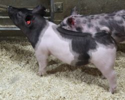 Sire: Outbreak; Sire of Dam: Patron 27-5; Weight: 52
<br>
• We LOVE these 221 litter gilts and believe they have as good of a chance to win big as anything in the entire set!<br>
• Patron x Visionary 27-5 momma we purchased at OYE as the COBA Foundation Female form Hofschulte's and she was one of those "have to buy" females that's been phenomenal in her career for us thus far.<br>
• Study the photos and the skeletons of these gilts and it's easy to see why were are so high on them. We shouldn't be selling this kind
<a href="https://youtu.be/3-7cf42_-iU" target="_blank" rel="noopener noreferrer">YOUTUBE LINK</a>