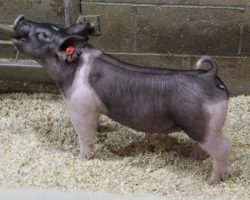 Sire: Outbreak; Sire of Dam: Patron 27-5; Weight: 43<br>
• We LOVE these 221 litter gilts and believe they have as good of a chance to win big as anything in the entire set!<br>
• Patron x Visionary 27-5 momma we purchased at OYE as the COBA Foundation Female form Hofschulte's and she was one of those "have to buy" females that's been phenomenal in her career for us thus far.<br>
• Study the photos and the skeletons of these gilts and it's easy to see why were are so high on them. We shouldn't be selling this kind
<a href="https://youtu.be/IgBiv-lZLFg" target="_blank" rel="noopener noreferrer">YOUTUBE LINK</a>