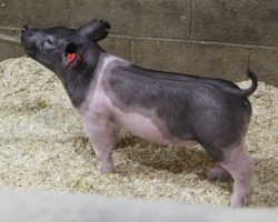 Sire: Outbreak; Sire of Dam: Patron 27-5; Weight: 34<br>
• We LOVE these 221 litter gilts and believe they have as good of a chance to win big as anything in the entire set!<br>
• Patron x Visionary 27-5 momma we purchased at OYE as the COBA Foundation Female form Hofschulte's and she was one of those "have to buy" females that's been phenomenal in her career for us thus far.<br>
• Study the photos and the skeletons of these gilts and it's easy to see why were are so high on them. We shouldn't be selling this kind
<a href="https://youtu.be/1rCql5cBegU" target="_blank" rel="noopener noreferrer">YOUTUBE LINK</a>