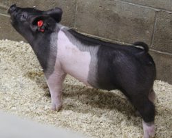 Sire: Junior; Sire of Dam: Outta Line 254-4; Weight: 45
<br>
• Mega stout little Junior gilt out of our "Juno" sow who was an incredible show gilt for Alia and Mardi Rogers in 2019.<br>
• Juno's pedigree reads (Outta Line x Hired Man x Scared Straight x Monumental x Warfare) and she is a short bodied, huge legged, huge ribbed sow. Juno and Lulu were Alia's two incredible show gilts that were named Grand and Reserve at Napa Fair in 2019, then both went to American Royal where they went 1-2 in class and Lulu went on to be Reserve Cross Gilt.
<a href="https://youtu.be/8ws0NQbPH_g" target="_blank" rel="noopener noreferrer">YOUTUBE LINK</a>