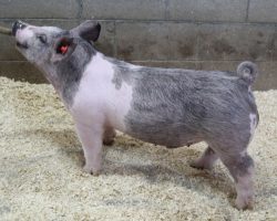 Sire: May We All; Sire of Dam: Wedding Night 69-2; Weight: 69
<br>
• Extra stout, huge ribbed blue barrow out of the great 69-2 Wedding Night sow<br>
• 69-2 is the grand dam of the $26k McCormick barrow we sold this fall that dominated in Texas before an untimely death. 69-2 also raised the great 225 Foresight litter this spring, which included Maddy Nissen's Reserve Cross Barrow at Western Regional (And his littermate who was the best barrow we saw all year), as well as Amanda's Carter's 3rd Overall Division 3 Barrow at the West Coast National
<a href="https://youtu.be/Sy9X3aFgktM" target="_blank" rel="noopener noreferrer">YOUTUBE LINK</a>