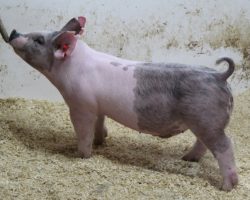 Sire: May We All; Sire of Dam: Unleashed 156-3; Weight: 69<br>
• The 214's have been extremely deep and consistent and lot 28 is a STUD! Mega stout in a big ribbed, good looking package!<br>
• Unleashed x Wedding Night x Renig 15-10 x Hillbilly Bone 74-8 momma is ultra productive and never misses!
<a href="https://youtu.be/mHsxX3f9HKI" target="_blank" rel="noopener noreferrer">YOUTUBE LINK</a>