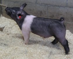DOB 10/27/20; Sire: May We All; Sire of Dam: Jack Daniels 142-4; Weight: 43<br>
• Pound for pound, this guy may be the stoutest in the entire set! His legs are enormous! May We All generates as much bone as anything we've seen and you can expect this rascal to grow and thrive!<br>
• 142-4 dam and her sister 142-2 are amongst our very best. 142-4's last litter produced Kekoa Taipin's class-winning barrow at both Royal and West Coast National, along with the elite No No son we sold to Malay Show Pigs
<a href="https://youtu.be/VwOYHBsCm7o" target="_blank" rel="noopener noreferrer">YOUTUBE LINK</a>