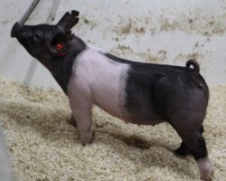 Sire: May We All; Sire of Dam: Wedding Night 81-1; Weight: 57
<br>
• The 212's are one of the deepest litters in the entire set and lot 3 is our favorite gilt. <br>
• Bold chested, huge ribbed, and loose skeletoned with a killer look and awesome rear skeleton.<br>
• Wedding Night x Sunshine & Whiskey x Swagger 3-6 momma behind this one is a killer young sow
<a href="https://youtu.be/aA6qJ5iw7nM" target="_blank" rel="noopener noreferrer">YOUTUBE LINK</a>