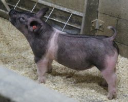 Sire: Outbreak; Sire of Dam: Prestige 172-4; Weight: 60<br>
• Killer built show barrow with an awesome skeleton.<br>
• 172-4 dam is the mom of the Grand Champion Gilt at the 2019 Oregon State Fair (The 233-2 sow who dammed the 217's in this set).<br>
• Extra linebred pedigree!
<a href="https://youtu.be/VBsY80o5msI" target="_blank" rel="noopener noreferrer">YOUTUBE LINK</a>