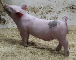 Sire: Outbreak; Sire of Dam: Patron 27-5; Weight: 58
<br>
• STUD of a blue barrow here with monster legs and a killer build! <br>
• Patron x Visionary 27-5 momma we purchased at OYE as the COBA Foundation Female from Hofschulte's and she was one of those "have to buy" females that's been phenomenal in her career for us thus far.<br>
• Expo barrow buyers better study here, we think this cat is right on target for that show!
<a href="https://youtu.be/4VG1xYM9nzk" target="_blank" rel="noopener noreferrer">YOUTUBE LINK</a>