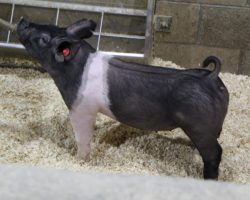Sire: May We All; Sire of Dam: Wedding Night 81-1; Weight: 57<br>
• The 212's are one of the deepest litters in the entire set and it doesn't take long to find them in the chip barn! <br>
•
Bold chested, huge ribbed, and loose skeletoned with a killer look and awesome rear skeleton.<br>
•
Wedding Night x Sunshine & Whiskey x Swagger 3-6 momma behind them is a killer young sow
<a href="https://youtu.be/_mZT5qsqtmQ" target="_blank" rel="noopener noreferrer">YOUTUBE LINK</a>