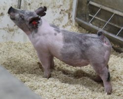 Sire: May We All; Sire of Dam: Wedding Night 81-1; Weight: 47<br>
• The 212's are one of the deepest litters in the entire set and it doesn't take long to find them in the chip barn! <br>
•
Bold chested, huge ribbed, and loose skeletoned with a killer look and awesome rear skeleton.<br>
•
Wedding Night x Sunshine & Whiskey x Swagger 3-6 momma behind them is a killer young sow
<a href="https://youtu.be/uDGwjs8M8BA" target="_blank" rel="noopener noreferrer">YOUTUBE LINK</a>