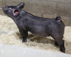 Sire: May We All; Sire of Dam: Wedding Night 71-2; Weight: 57<br> • The 207's are one of our favorite MWA litters in the offering because they're so stout and we love how athletic they are behind.<br> •
71-2 dam is a gorgeous young Wedding Night sow and she's our last direct daughter of the great Toxic 69-4 sow.<br> •
Lot 34 will have tremendous value as a show gilt and even more as a female on down the road
<a href="https://youtu.be/jYGx2nom2P8" target="_blank" rel="noopener noreferrer">YOUTUBE LINK</a>
