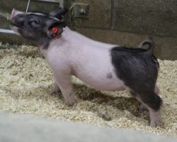 DOB 10/25/20; Sire: Outbreak; Sire of Dam: Teen Spirit 156-7; Weight: 36<br> • Great built, tall fronted, short backed little 213 litter gilt out of a killer young first parity sow.<br> •
Stoutness, look, and correctness in an eye appealing package
<a href="https://youtu.be/Lb7PaVivpCA" target="_blank" rel="noopener noreferrer">YOUTUBE LINK</a>