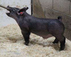 Sire: May We All; Sire of Dam: Wedding Night 81-1; Weight: 66<br> • The 212's are one of the deepest litters in the entire set and it doesn't take long to find them in the chip barn! <br> •
Bold chested, huge ribbed, and loose skeletoned with a killer look and awesome rear skeleton.<br> • Wedding Night x Sunshine & Whiskey x Swagger 3-6 momma behind them is a killer young sow
<a href="https://youtu.be/vz0IHLYfHMA" target="_blank" rel="noopener noreferrer">YOUTUBE LINK</a>