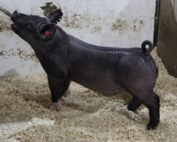 Sire: May We All; Sire of Dam: Short Bus 64-1; Weight: 75<br> • Extra big bodied, loose made MWA barrow here out of a killer young Short Bus x Sunshine & Whiskey 27-6 momma.<br> •
These MWA's continue to feed really well for folks and we anticipate some big things as the first ones hit the show ring this month.