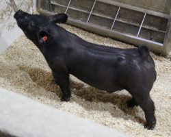 Sire: Outbreak; Sire of Dam: Up Down 124-8; Weight: 66 <br>• One of Russell's favorites!<br>•
Dammed by the 124-8 sow was was named Reserve Grand Overall at Arizona Nationals in 2019, shown by Lexi Hernandez
<a href="https://youtu.be/H9jOK7ePYR8" target="_blank" rel="noopener noreferrer">YOUTUBE LINK</a>