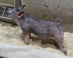 Sire: May We All; Sire of Dam: Wedding Night 71-2; Weight: 49<br> •
The 207's are one of our favorite MWA litters in the offering because they're so stout and we love how athletic they are behind.<br> •
71-2 dam is a gorgeous young Wedding Night sow and she's our last direct daughter of the great Toxic 69-4 sow.<br> •
Study the photos here, these are LEGIT show barrows!!
<a href="https://youtu.be/o098ZTcP5hA" target="_blank" rel="noopener noreferrer">YOUTUBE LINK</a>