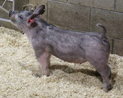 Sire: May We All; Sire of Dam: Sunshine & Whiskey 27-6; Weight: 37
<br>
• **Lot 4 had a small umbilical rupture removed by the vet last week and has some stitches on her belly**<br>
• We LOVE the look and stoutness of this gilt along with how big muscled she is everywhere.<br>
Dynamite Sunshine x Renig 28-9 momma behind her, we have retained many daughters of 27-6
<a href="https://youtu.be/PdOabID5_Ao" target="_blank" rel="noopener noreferrer">YOUTUBE LINK</a>