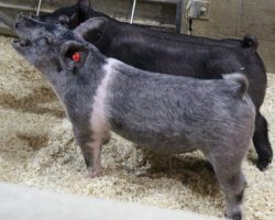 Sire: May We All; Sire of Dam: Wedding Night 71-2; Weight: 64<br> •
The 207's are one of our favorite MWA litters in the offering because they're so stout and we love how athletic they are behind.<br> •
71-2 dam is a gorgeous young Wedding Night sow and she's our last direct daughter of the great Toxic 69-4 sow.<br> •
Study the photos here, these are LEGIT show barrows!!
<a href="https://youtu.be/5hcGFDTXI24" target="_blank" rel="noopener noreferrer">YOUTUBE LINK</a>