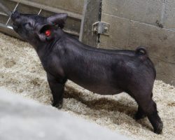 DOB 10/22/20; Sire: May We All; Sire of Dam: Wedding Night 71-2; Weight: 55
<br> •
The 207's are one of our favorite MWA litters in the offering because they're so stout and we love how athletic they are behind.<br> •
71-2 dam is a gorgeous young Wedding Night sow and she's our last direct daughter of the great Toxic 69-4 sow.<br> •
Study the photos here, these are LEGIT show barrows!!
<a href="https://youtu.be/3d7XZtp3uFk" target="_blank" rel="noopener noreferrer">YOUTUBE LINK</a>