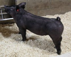 Sire: May We All; Sire of Dam: Wedding Night 71-2; Weight: 57
<br> •
The 207's are one of our favorite MWA litters in the offering because they're so stout and we love how athletic they are behind.<br> •
71-2 dam is a gorgeous young Wedding Night sow and she's our last direct daughter of the great Toxic 69-4 sow.<br> •
Study the photos here, these are LEGIT show barrows!!
<a href="https://youtu.be/V8MtcV3J3Qs" target="_blank" rel="noopener noreferrer">YOUTUBE LINK</a>
