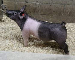 Sire: May We All; Sire of Dam: Wedding Night 81-1; Weight: 70
<br> • The 212's are one of the deepest litters in the entire set and it doesn't take long to find them in the chip barn! <br> •
Bold chested, huge ribbed, and loose skeletoned with a killer look and awesome rear skeleton.<br> •
Wedding Night x Sunshine & Whiskey x Swagger 3-6 momma behind them is a killer young sow
<a href="https://youtu.be/ToSnKqUmDfM" target="_blank" rel="noopener noreferrer">YOUTUBE LINK</a>