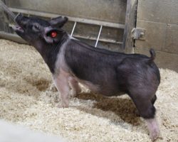 Sire: Sun Daze; Sire of Dam: Wedding Night 24-2; Weight: 62
<br> • Yes you are reading the sire of these 210's right! Sun Daze will continue to see use in our program as long as he sires show pigs like these!<br> •
Two of our very best show gilts to hit the ring in 2020 were Sun Dazes, and make no mistake, this pair can win at the highest levels. <br> •
Mega stout (Wedding Night x American Bad Boy) momma behind them
<a href="https://youtu.be/OcfDaYJHGlE" target="_blank" rel="noopener noreferrer">YOUTUBE LINK</a>