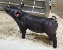 Sire: Sun Daze; Sire of Dam: Wedding Night 24-2; Weight: 38
<br> • Yes you are reading the sire of these 210's right! Sun Daze will continue to see use in our program as long as he sires show pigs like these!<br> •
Two of our very best show gilts to hit the ring in 2020 were Sun Dazes, and make no mistake, this pair can win at the highest levels. <br> •
Mega stout (Wedding Night x American Bad Boy) momma behind them
<a href="https://youtu.be/PrB-rm03yUo" target="_blank" rel="noopener noreferrer">YOUTUBE LINK</a>