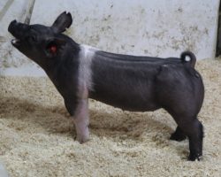 Sire: Breaking Rules; Sire of Dam: Teen Spirit 79-7; Weight: 75
<br> • The 182's are dammed by "Tina", Blaine Lee's dominant show gilt in the northwest in 2019 that won nearly all of the big Oregon jackpots and the Oregon State Fair (Teen Spirit x On Target 108-2).<br> •
Breaking Rules sired many of our better show pigs 2020 and he did it again here with this elite set of 182 litter pigs!
<a href="https://youtu.be/061JZ6HekQ8" target="_blank" rel="noopener noreferrer">YOUTUBE LINK</a>