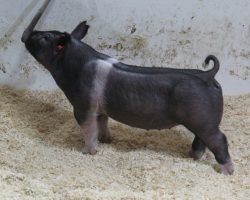 Sire: Outbreak; Sire of Dam: Teen Spirit 78-8; Weight: 67
<br> • Big bodied, stout skulled, and square built Outbreak gilt here! <br> •
Mega stout (Teen Spirit x Wedding Night x Toxic) momma behind this one
<a href="https://youtu.be/Kl9mGuw9svk" target="_blank" rel="noopener noreferrer">YOUTUBE LINK</a>