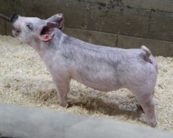 Sire: May We All; Sire of Dam: Sunshine & Whiskey 28-1; Weight: 60
<br>•
We love the basic build and skeleton working in these 184's.<br>•
Ultra productive momma behind these 184 litter gilts, and one that has placed many daughters into the herd, including our great "Nebraska" sow who was a dominant show gilt for the Taipins in 2018.<br>•
**NOTE: lots 48 and 49 both had small umbilical bumps removed by the vet last week and they have a few stitches in their belly**
<a href="https://youtu.be/tkeoD82VXoQ" target="_blank" rel="noopener noreferrer">YOUTUBE LINK</a>