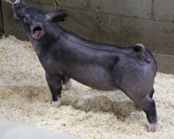 Sire: May We All; Sire of Dam: Sunshine & Whiskey 28-1; Weight: 65<br>•
We love the basic build and skeleton working in these 184's.<br>•
Ultra productive momma behind these 184 litter gilts, and one that has placed many daughters into the herd, including our great "Nebraska" sow who was a dominant show gilt for the Taipins in 2018.<br>•
**NOTE: lots 48 and 49 both had small umbilical bumps removed by the vet last week and they have a few stitches in their belly**
<a href="https://youtu.be/BSFSnLnHNcQ" target="_blank" rel="noopener noreferrer">YOUTUBE LINK</a>