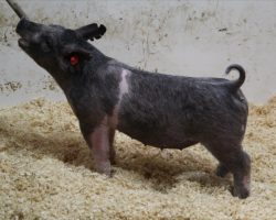 Sire: May We All; Sire of Dam: Unleashed 156-3; Weight: 55
<br>
• The 214's have been extremely deep and consistent and to us, lot 5 reads like a show gilt supreme! <br>
• Unleashed x Wedding Night x Renig 15-10 x Hillbilly Bone 74-8 momma is ultra productive
<a href="https://youtu.be/omjQNjP4v_g" target="_blank" rel="noopener noreferrer">YOUTUBE LINK</a>