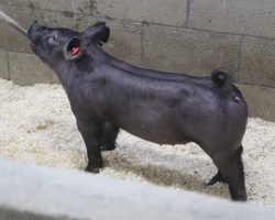 Sire: Outbreak; Sire of Dam: 225K 249-2; Weight: 63
<br>•
KILLER pair of 183 litter gilts dammed by "Shasta", who is the best daughter of our great Monster Square 46-1 sow (225K x Monster Square 46-1 x Warfare 73-6).<br>•
Stout, big chested, and loaded with shape, plus these girls offer that killer hip and hind leg that Outbreak is stamping
<a href="https://youtu.be/FrNSchxswRo" target="_blank" rel="noopener noreferrer">YOUTUBE LINK</a>