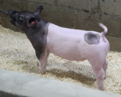 Sire: Outbreak; Sire of Dam: 225K 249-2; Weight: 65
<br>• KILLER pair of 183 litter gilts dammed by "Shasta", who is the best daughter of our great Monster Square 46-1 sow (225K x Monster Square 46-1 x Warfare 73-6).<br>•
Stout, big chested, and loaded with shape, plus these girls offer that killer hip and hind leg that Outbreak is stamping
<a href="https://youtu.be/hQbmfR0Sz2o" target="_blank" rel="noopener noreferrer">YOUTUBE LINK</a>