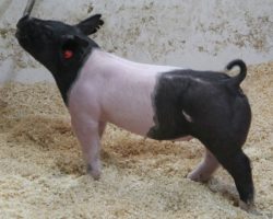 Sire: Breaking Rules; Sire of Dam: Cowboy Swag 55-1; Weight: 60
<br>• Bigger skeletoned gilt with a stout head and lots of bulk up high! <br>• These Breaking Rules only get better with age as they mature and fill in through their center.<br>•
Dynamite Cowboy Swag x No Fare 10-11 sow behind this girl, and grandma is No Mercy's sister and Sunshine & Whiskey's mom
<a href="https://youtu.be/MWcsT_nCwRs" target="_blank" rel="noopener noreferrer">YOUTUBE LINK</a>