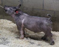 Sire: Outbreak; Sire of Dam: Goliath 36-1; Weight: 65
<br>• Extra stout featured, heavy duty barrows here with an enormous ribcage built into them along with an upheaded look.<br>•
Goliath 36-1 dam was a class winning gilt at The Exposition two years ago that we purchased from Lilley, bred by Hofschulte
<a href="https://youtu.be/MjLvUlRio_Q" target="_blank" rel="noopener noreferrer">YOUTUBE LINK</a>