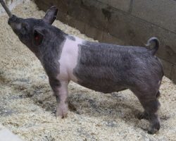 Sire: Outbreak; Sire of Dam: Goliath 36-1; Weight: 80
<br>• Extra stout featured, heavy duty barrows here with an enormous ribcage built into them along with an upheaded look.<br>•
Goliath 36-1 dam was a class winning gilt at The Exposition two years ago that we purchased from Lilley, bred by Hofschulte
<a href="https://youtu.be/Iet65jzH1FY" target="_blank" rel="noopener noreferrer">YOUTUBE LINK</a>