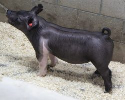 Sire: Outbreak; Sire of Dam: Goliath 36-1; Weight: 69
<br>• Extra stout featured, heavy duty barrows here with an enormous ribcage built into them along with an upheaded look.<br>•
Goliath 36-1 dam was a class winning gilt at The Exposition two years ago that we purchased from Lilley, bred by Hofschulte
<a href="https://youtu.be/KN7_XUu8CNs" target="_blank" rel="noopener noreferrer">YOUTUBE LINK</a>