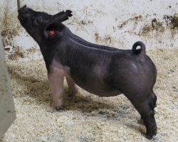Sire: Outbreak; Sire of Dam: Goliath 36-1; Weight: 70
<br>• Extra stout featured, heavy duty barrows here with an enormous ribcage built into them along with an upheaded look.<br>•
Goliath 36-1 dam was a class winning gilt at The Exposition two years ago that we purchased from Lilley, bred by Hofschulte
<a href="https://youtu.be/UsvV5mKqXsA" target="_blank" rel="noopener noreferrer">YOUTUBE LINK</a>