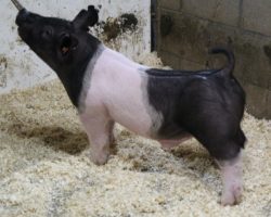 DOB 10/19/20; Sire: Outbreak; Sire of Dam: Outta Line 156-4; Weight: 62
<br>• These Outbreaks are the real deal!! Outbreak is the most barrow sire oriented boar we've ever raised and he's a littermate to the $50K Breaking Bad boar we sold to Thompson's in The Exchange last summer.<br>•
We had Outbreak collecting at 200 lbs to make this set of pigs and they are legit!
Dam is a mega stout (Outta Line x Bad Man) sow that never misses! Mates are lots 1, 13, 14 and the entire litter is extremely deep
<a href="https://youtu.be/Vhc_LbikDRQ" target="_blank" rel="noopener noreferrer">YOUTUBE LINK</a>