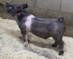 Sire: Outbreak; Sire of Dam: Outta Line 156-4; Weight: 65
<br>• These Outbreaks are the real deal!! Outbreak is the most barrow sire oriented boar we've ever raised and he's a littermate to the $50K Breaking Bad boar we sold to Thompson's in The Exchange last summer.<br>•
We had Outbreak collecting at 200 lbs to make this set of pigs and they are legit! <br>•
Dam is a mega stout (Outta Line x Bad Man) sow that never misses! Mates are lots 1, 13, 14 and the entire litter is extremely deep
<a href="https://youtu.be/Dr57OkvQayc" target="_blank" rel="noopener noreferrer">YOUTUBE LINK</a>