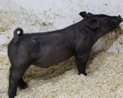 Sire: Outbreak; Sire of Dam: Wedding Night 233-3; Weight: 56 <br> • Great built, later maturing Outbreak barrow prospect here with a linebred pedigree.<br> •
Dam is Wedding Night x Prestige x Mountain Man x Priority One x Swagger 3-6.<br> •
Study the photo here -- this guy's angles are right and he will have a great shot someday