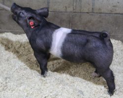 Sire: Breaking Rules; Sire of Dam: Teen Spirit 79-7; Weight: 63
<br>
• The 182's are dammed by "Tina", Blaine Lee's dominant show gilt in the northwest in 2019 that won nearly all of the big Oregon jackpots and the Oregon State Fair (Teen Spirit x On Target 108-2).<br>
• Breaking Rules sired many of our better show barrows in 2020 and he did it again here with this elite set of 182 litter pigs!
<a href="https://youtu.be/GShzZJfwfRQ" target="_blank" rel="noopener noreferrer">YOUTUBE LINK</a>