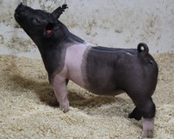Sire: Outbreak; Sire of Dam: Sunshine & Whiskey 167-2; Weight: 77<br> • Big bodied, extended, and really good made Outbreak gilt here out of one of our favorite sows (Sunshine x Hillbilly Bone 1-1) and she goes back to the Madea sow. <br> • We think this one could be a hammer to show in Indy this summer and should be fun to showcase throughout the spring
<a href="https://youtu.be/drRn-0EFLHM" target="_blank" rel="noopener noreferrer">YOUTUBE LINK</a>