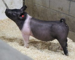 Sire: Outbreak; Sire of Dam: On Target 80-4; Weight: 70
<br>• Extra complete, fault free Outbreak gilt out of a really productive On Target x Renig 28-12 momma. <br>•
Sharp fronted, big chested, and pulled apart awesome at the base of her rib with a great hip and hind leg
<a href="https://youtu.be/P9SthcLWQgs" target="_blank" rel="noopener noreferrer">YOUTUBE LINK</a>