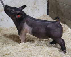 Sire: Outbreak; Sire of Dam: Prestige 172-4; Weight: 55
<br>• Moderate framed, really athletic and square built Outbreak gilt here with an awesome maturity pattern. <br>• This is the kind we love to feed! <br>•
Offers an extremely linebred pedigree that incorporates multiple shots of Swagger 3-6 on both sides
<a href="https://youtu.be/qApN9BliL4o" target="_blank" rel="noopener noreferrer">YOUTUBE LINK</a>