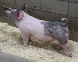 Sire: May We All; Sire of Dam: Outmanned 19-1; Weight: 80
<br>• Mack truck of a blue gilt here out of the Reserve Champion Cross Gilt at the World Pork Expo in 2018 (Outmanned x Oxygen). <br>•
Momma 19-1 raised the $15k barrow we sold in our March sale last year who was named Grand overall at the Napa Fair this summer for Lucia Abreu
<a href="https://youtu.be/mb7RBGW-Bs8" target="_blank" rel="noopener noreferrer">YOUTUBE LINK</a>