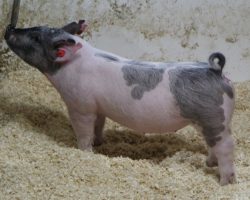 Sire: May We All; Sire of Dam: Shine On 228-2; Weight: 73
<br>• ** 64 has a few stitches on her navel where we had a small bump removed by the vet last week.<br>•
Huge ribbed, huge legged blue gilt with an awesome hip and hind leg. <br>•
This one could be really fun at 300 lbs come Expo time!
<a href="https://youtu.be/jGsPE9pEcNo" target="_blank" rel="noopener noreferrer">YOUTUBE LINK</a>