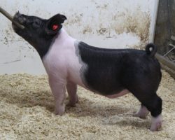 Sire: May We All; Sire of Dam: Unleashed 156-3; Weight: 63<br>• Great looking powerhouse of a barrow with a great pedigree behind him!<br>•
Unleashed x Wedding Night x Renig 15-10 momma never misses
<a href="https://youtu.be/4jnaCz_DRxVs" target="_blank" rel="noopener noreferrer">YOUTUBE LINK</a>