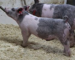 Sire: May We All; Sire of Dam: Wedding Night 69-2; Weight: 40
<br>• Great built, extra attractive blue barrow here! <br>•
Dam 69-2 is the grand dam of the $26k McCormick barrow we sold this fall that dominated in Texas before an untimely death. 69-2 also raised the great 225 Foresight litter this spring, which included Maddy Nissen's Reserve Cross Barrow at Western Regional (And his littermate who was the best barrow we saw all year), as well as Amanda's Carter's 3rd Overall Division 3 Barrow at the West Coast National
<a href="https://youtu.be/uZA9fnR3GhM" target="_blank" rel="noopener noreferrer">YOUTUBE LINK</a>